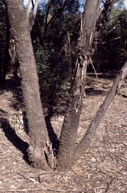 APII jpeg image of Eucalyptus froggattii  © contact APII