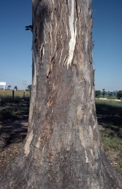 APII jpeg image of Eucalyptus glaucina  © contact APII