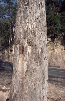 APII jpeg image of Eucalyptus hypostomatica  © contact APII