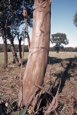 APII jpeg image of Eucalyptus kitsoniana  © contact APII