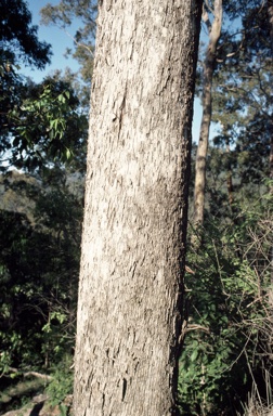 APII jpeg image of Eucalyptus largeana  © contact APII