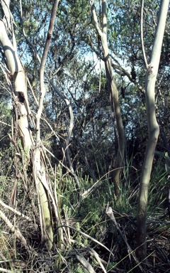 APII jpeg image of Eucalyptus luehmanniana  © contact APII