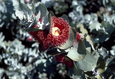 APII jpeg image of Eucalyptus macrocarpa subsp. elachantha  © contact APII