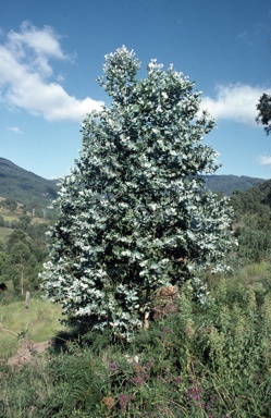 APII jpeg image of Eucalyptus globulus subsp. maidenii  © contact APII