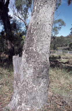 APII jpeg image of Eucalyptus malacoxylon  © contact APII