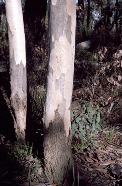 APII jpeg image of Eucalyptus megacarpa  © contact APII