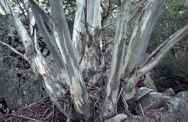 APII jpeg image of Eucalyptus mitchelliana  © contact APII