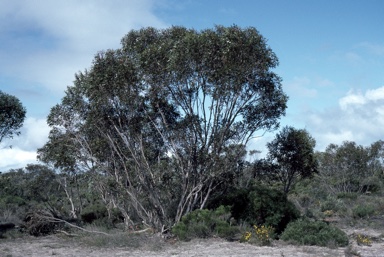 APII jpeg image of Eucalyptus micranthera  © contact APII