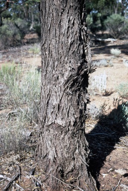 APII jpeg image of Eucalyptus melanoxylon  © contact APII