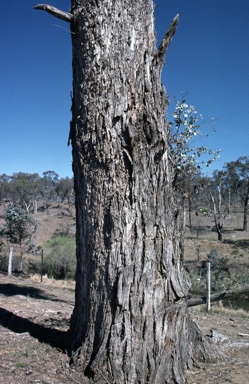 APII jpeg image of Eucalyptus nova-anglica  © contact APII