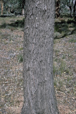 APII jpeg image of Eucalyptus occidentalis  © contact APII