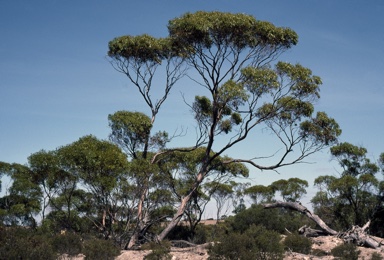 APII jpeg image of Eucalyptus oleosa subsp. oleosa  © contact APII