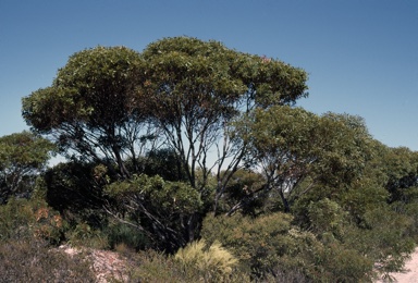 APII jpeg image of Eucalyptus oleosa subsp. oleosa  © contact APII