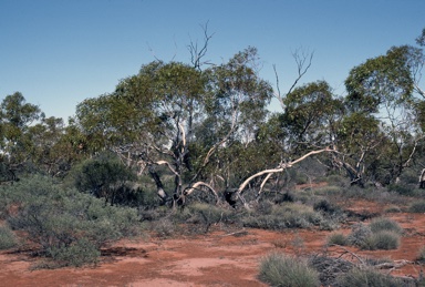 APII jpeg image of Eucalyptus oleosa subsp. oleosa  © contact APII