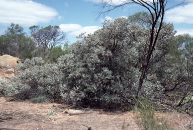 APII jpeg image of Eucalyptus orbifolia  © contact APII