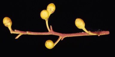 APII jpeg image of Eucalyptus parramattensis var. sphaerocalyx  © contact APII