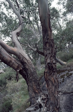 APII jpeg image of Eucalyptus perriniana  © contact APII