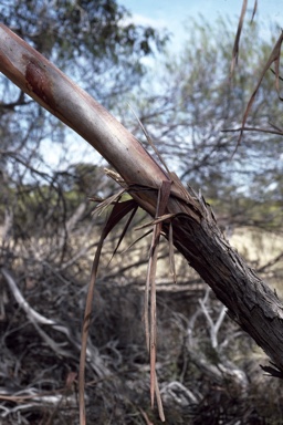 APII jpeg image of Eucalyptus petraea  © contact APII