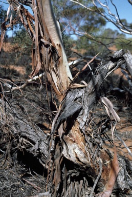 APII jpeg image of Eucalyptus eremicola subsp. peeneri  © contact APII