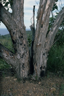 APII jpeg image of Eucalyptus x phylacis  © contact APII