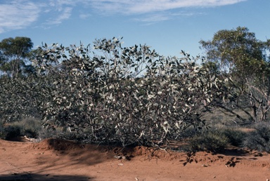 APII jpeg image of Eucalyptus pimpiniana  © contact APII