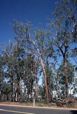 APII jpeg image of Eucalyptus planchoniana  © contact APII