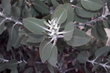 APII jpeg image of Eucalyptus pleurocarpa  © contact APII