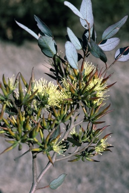 APII jpeg image of Eucalyptus pluricaulis subsp. porphyrea  © contact APII