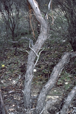 APII jpeg image of Eucalyptus pluricaulis subsp. porphyrea  © contact APII