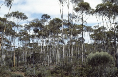 APII jpeg image of Eucalyptus polita  © contact APII