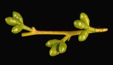 APII jpeg image of Eucalyptus viminalis subsp. pryoriana  © contact APII