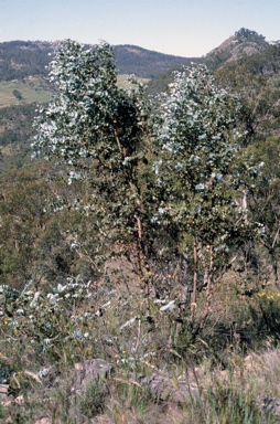 APII jpeg image of Eucalyptus pulverulenta  © contact APII