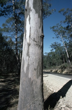 APII jpeg image of Eucalyptus punctata  © contact APII