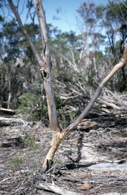 APII jpeg image of Eucalyptus quadrans  © contact APII