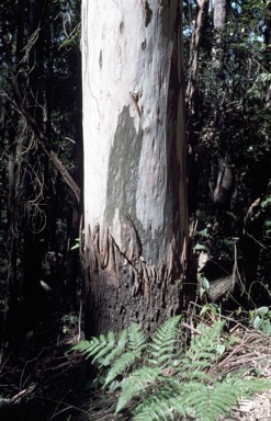 APII jpeg image of Eucalyptus saligna  © contact APII