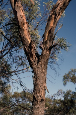 APII jpeg image of Eucalyptus socialis  © contact APII