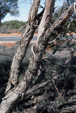 APII jpeg image of Eucalyptus socialis  © contact APII