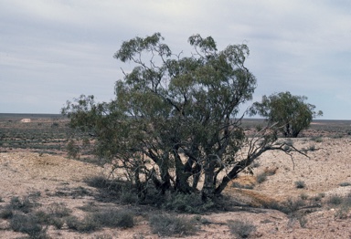 APII jpeg image of Eucalyptus socialis  © contact APII