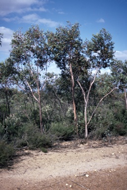 APII jpeg image of Eucalyptus stoatei  © contact APII