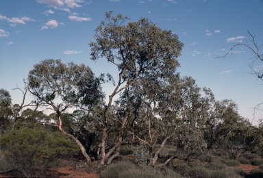 APII jpeg image of Eucalyptus canescens  © contact APII