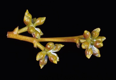 APII jpeg image of Eucalyptus sturgissiana  © contact APII