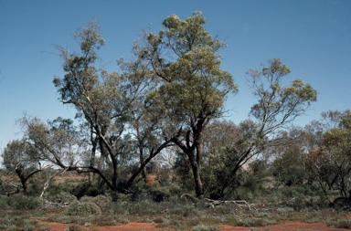 APII jpeg image of Eucalyptus eremicola subsp. peeneri  © contact APII