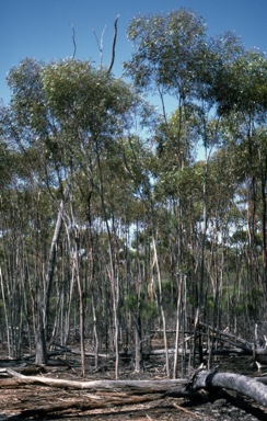 APII jpeg image of Eucalyptus tenuis  © contact APII