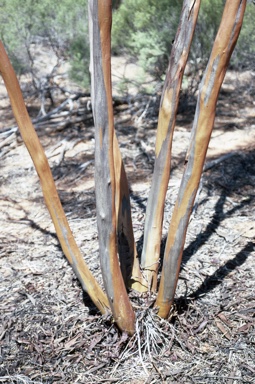 APII jpeg image of Eucalyptus terebra  © contact APII