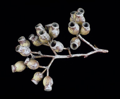 APII jpeg image of Corymbia trachyphloia  © contact APII
