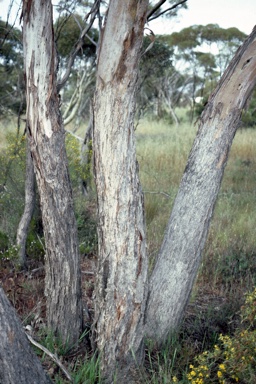 APII jpeg image of Eucalyptus moderata  © contact APII