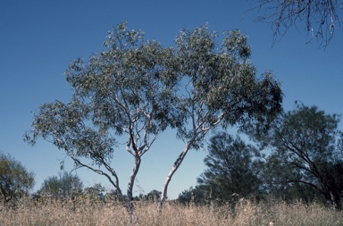 APII jpeg image of Eucalyptus victrix  © contact APII