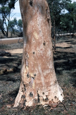 APII jpeg image of Eucalyptus wandoo subsp. pulverea  © contact APII