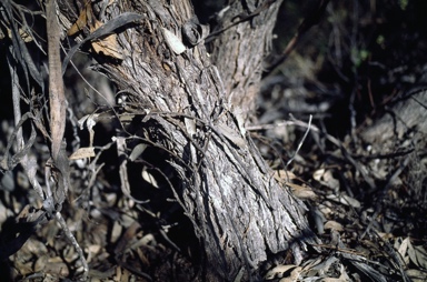 APII jpeg image of Eucalyptus yalatensis  © contact APII