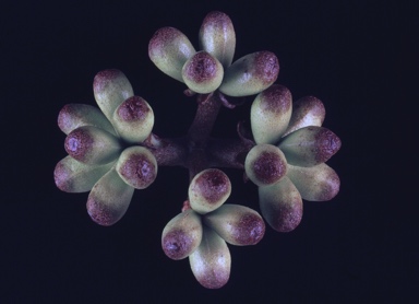 APII jpeg image of Corymbia abergiana  © contact APII